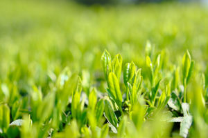 自然のめぐみgreen flowにカテキンの力